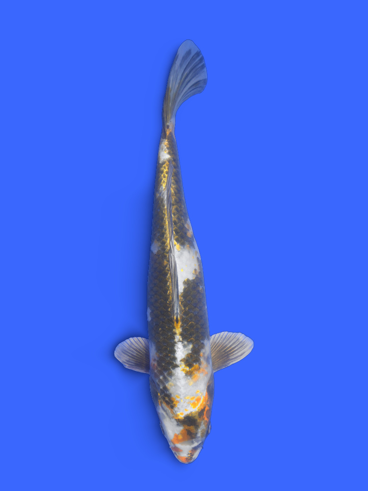 16.1" (41cm) Female Yoshikigoi Kin Ki Showa - Y0309B